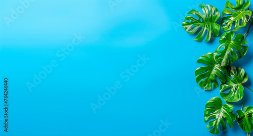  Tropical monstera leaves on pastel blue background with empty copy space on blue background, flat top view © zebronit