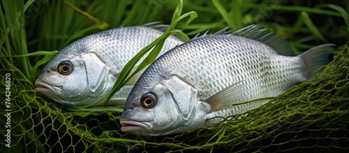 Two fish caught in a net on grass photo