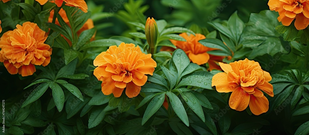 Orange flowers blooming in garden