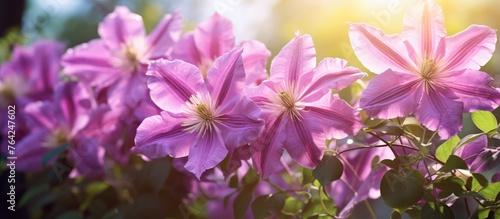 Purple flowers blooming under sunlight