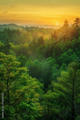 Sun Setting Over Trees in Forest