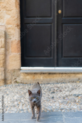 Fototapeta Naklejka Na Ścianę i Meble -  lovely gray cat crossing a classic cobbled street of the ancient medieval town of Rhodes in Greece on a summer morning