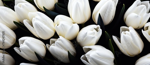 White tulips bunch on table close up