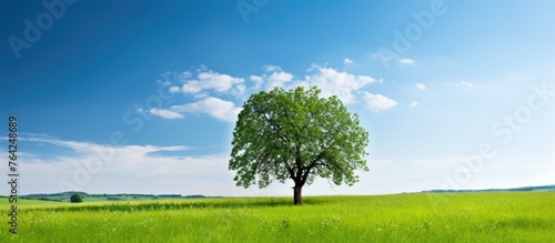 Solitary tree in lush grass under clear blue sky