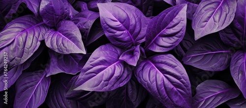 Purple basil leaves growing in a garden with dark background