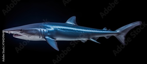 Shark close-up with open mouth in darkness
