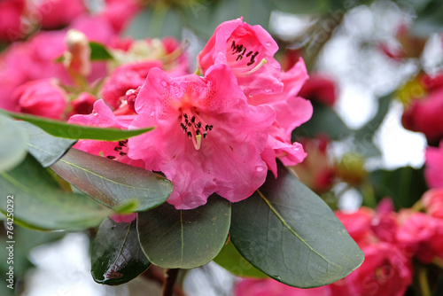 Tall pink hybrid Rhododendron ÔRosalindÕ in flower photo