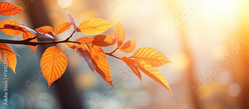 Branch with yellow and orange leaves in sunlight