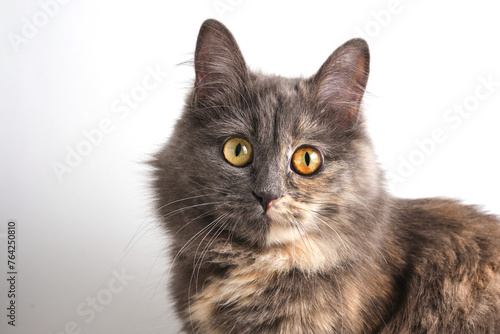 Playful look long haired gray cat white background.