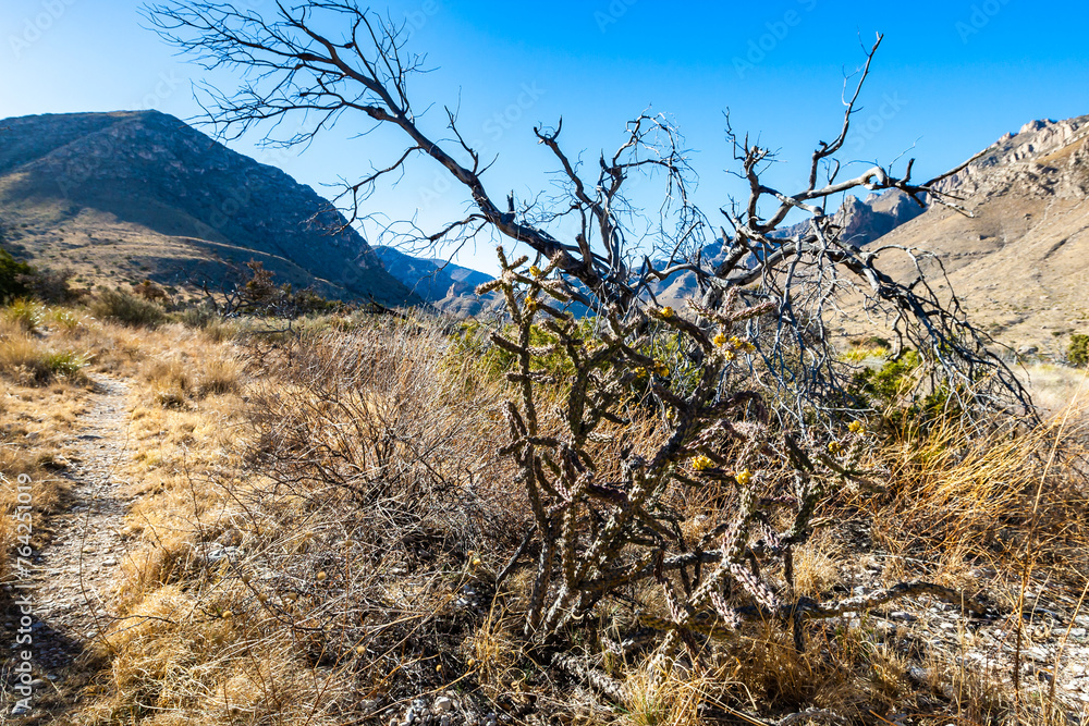 Drought-resistant shrub vegetation and Tree cholla (Cylindropuntia imbricata) fruit, Guadalupe Mountains National Park Drought-resistant shrub vegetation and Tree cholla (Cylindropuntia imbricata) fruit, Guadalupe Mountains National Park