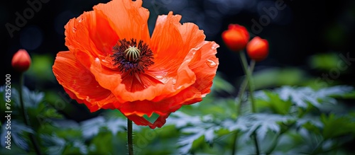 Large orange flower in field