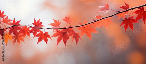 Branch with vivid red leaves close up