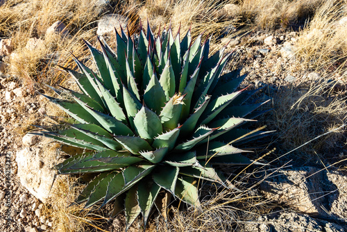 Agave parryi - desert plant with thick succulent leaves, Guadalupe Mountains National Park photo