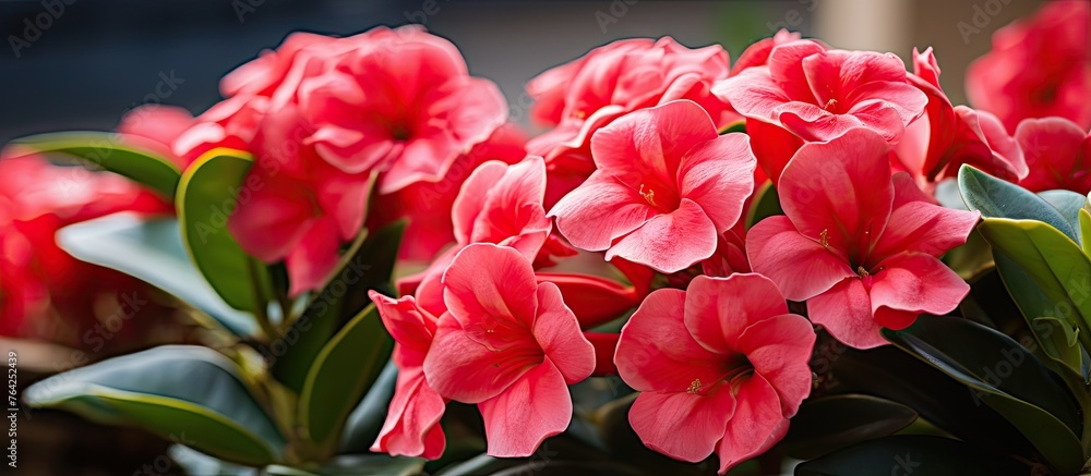Red flowers in a vase on a table Red flowers in a vase on a table