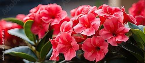 Red flowers in a vase on a table