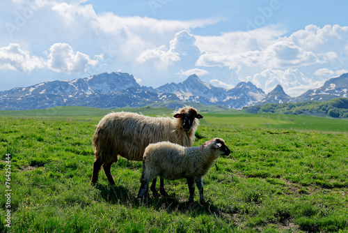 Sheep enjoying the day of pasture in the green fields with snowy mountains in the background Traditional and rural life. Vibrant colors. Culture and lifestyle.
