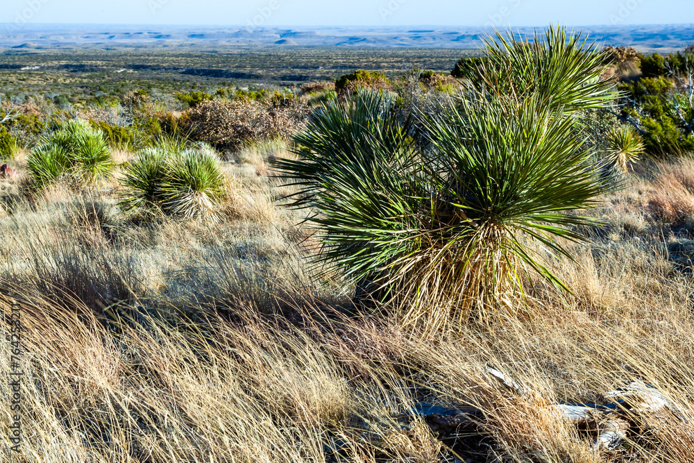 Vibrant yucca plants with tall flower stalks in desert landscape on a sunny day, Guadalupe Mountains National Park Vibrant yucca plants with tall flower stalks in desert landscape on a sunny day, Guadalupe Mountains National Park
