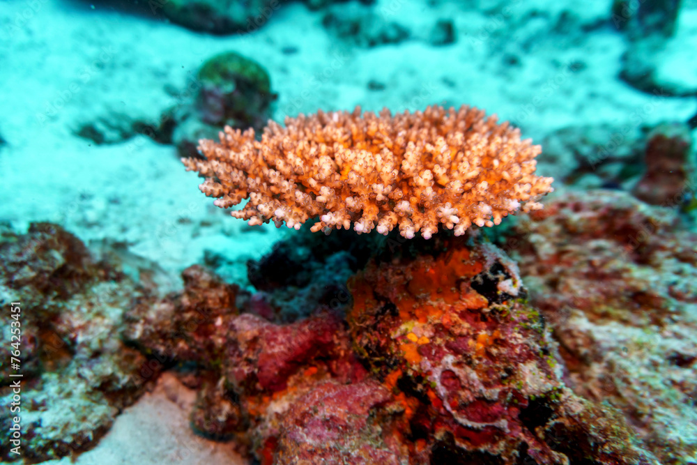 Fototapeta premium Coral Reef and Tropical Fish on Maldives island. Tropical and coral sea wildelife. Beautiful underwater world. Underwater photography.