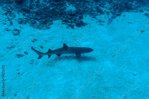 Wallpaper Mural Whitetip reef shark (Triaenodon obesus) in the coral reef of Maldives island. Tropical and coral sea wildelife. Beautiful underwater world. Underwater photography. Torontodigital.ca