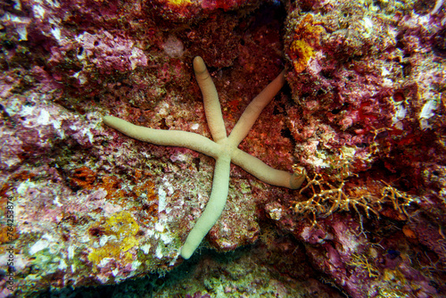 Starfish on Maldives island. Tropical and coral sea wildelife. Beautiful underwater world. Underwater photography. photo
