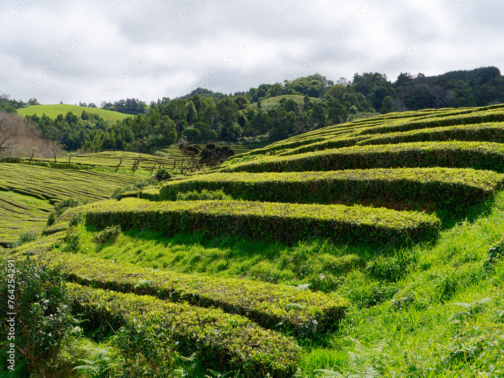 Lush green fields tea plantation in Gorreana Tea Factory on São Miguel Island in the Azores, Portugal.  Gorreana is the oldest, and nowadays the only tea plantation in Europe.