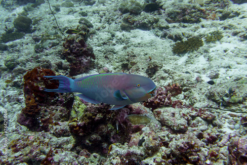 Parrotfish in the coral reef of Maldives island. Tropical and coral sea wildelife. Beautiful underwater world. Underwater photography.