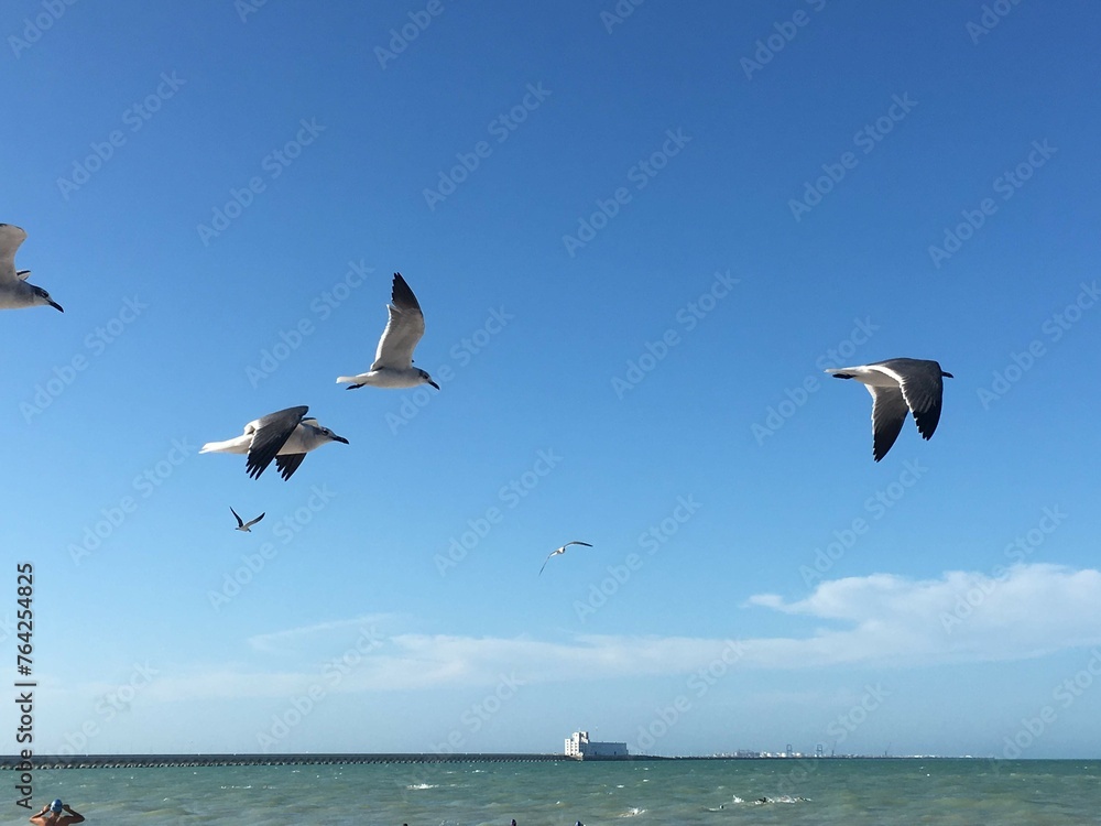 Seegulls flying