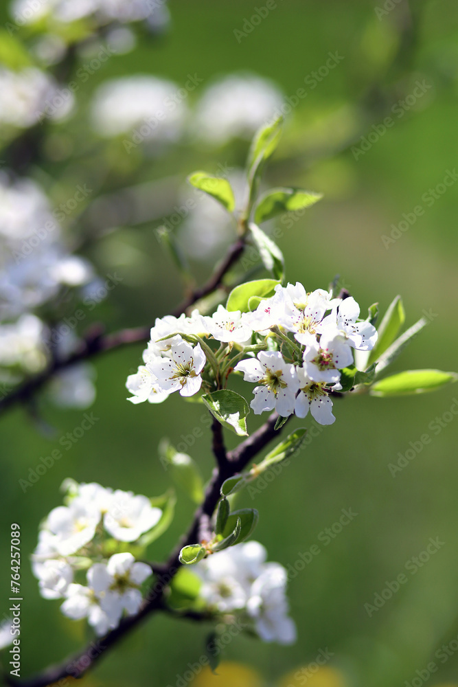 Branches of blossoming pear tree. Beautiful flowers on a branch of a pear tree against the background of a blurred garden Branches of blossoming pear tree. Beautiful flowers on a branch of a pear tree against the background of a blurred garden