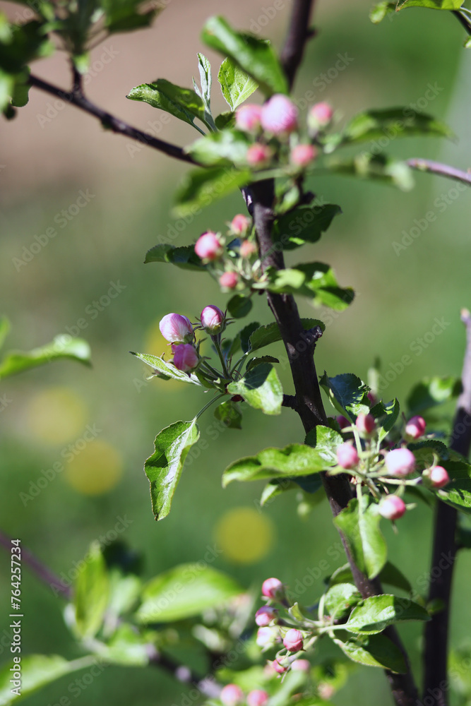 Beautiful buds on a branch of an apple tree against the background of a blurred garden Beautiful buds on a branch of an apple tree against the background of a blurred garden