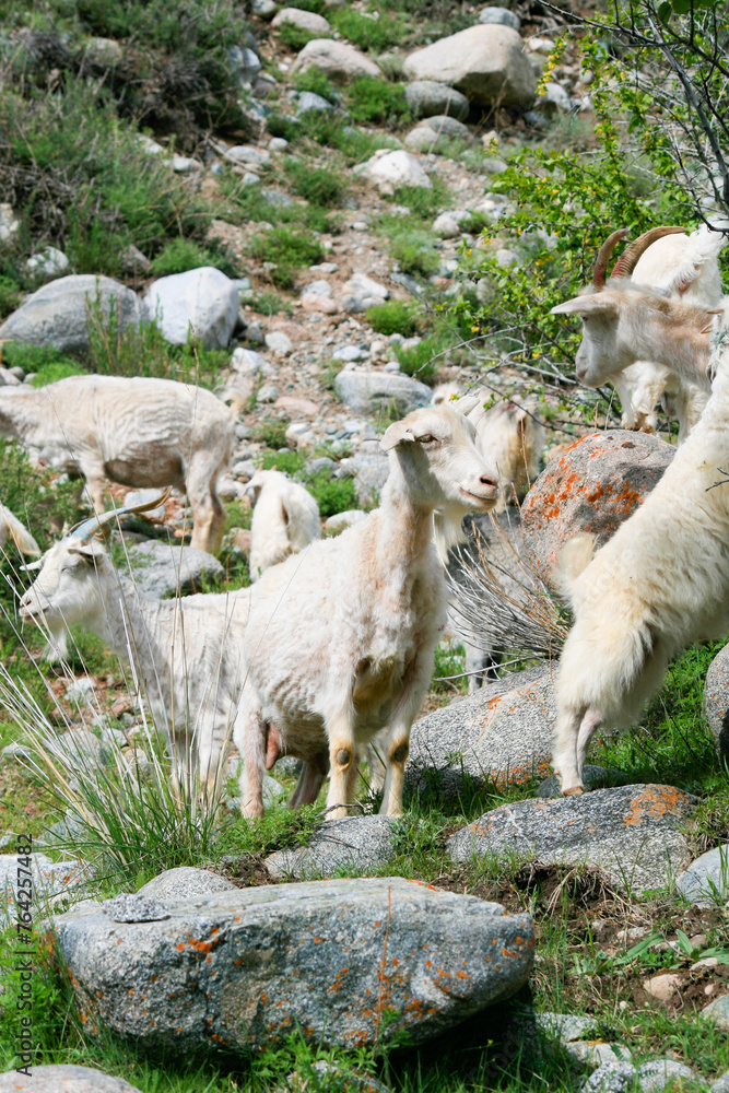 Fototapeta premium Goats