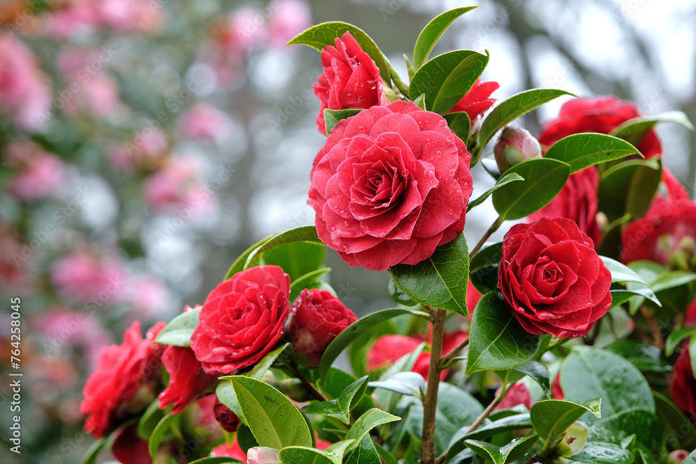 Red double Camellia japonica 'Black Tie' in flower. Red double Camellia japonica 'Black Tie' in flower.