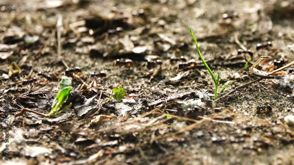 Big black forest ants crawling on the ground. Big black forest ants crawling on the ground.