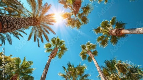 Group of Palm Trees Under Blue Sky