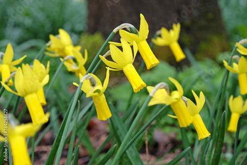 Narcissus 'Rapture' cyclamineus, or cyclamen daffodil in flower. photo