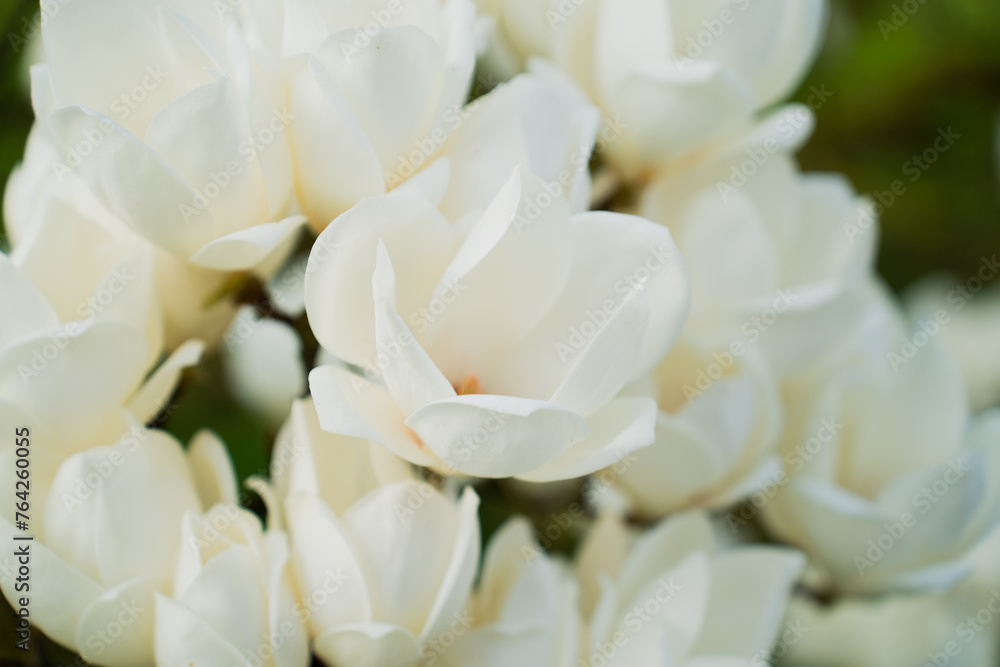 White flowers of magnolia tree
