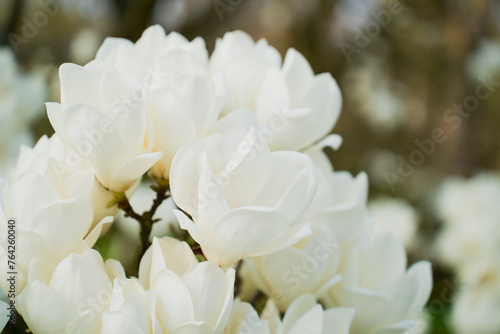 White flowers of magnolia tree