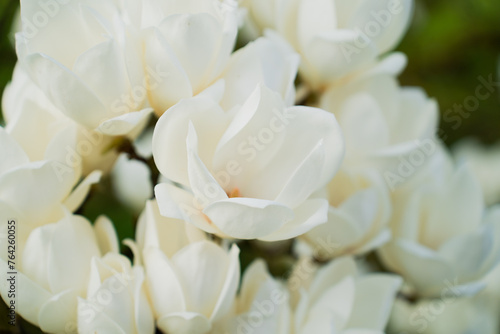 Fototapeta Naklejka Na Ścianę i Meble -  White flowers of magnolia tree