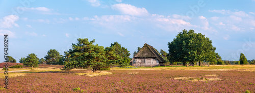 Panorama, typische Landschaft der Lüneburger Heide,  blühendes Heidekraut und alter Schafstall  © AVTG