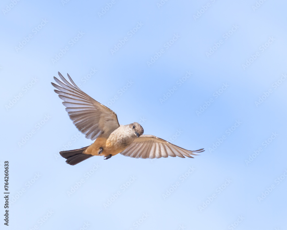 A Say's Phoebe flies in Bosque del Apache National Wildlife Refuge, New Mexico A Say's Phoebe flies in Bosque del Apache National Wildlife Refuge, New Mexico