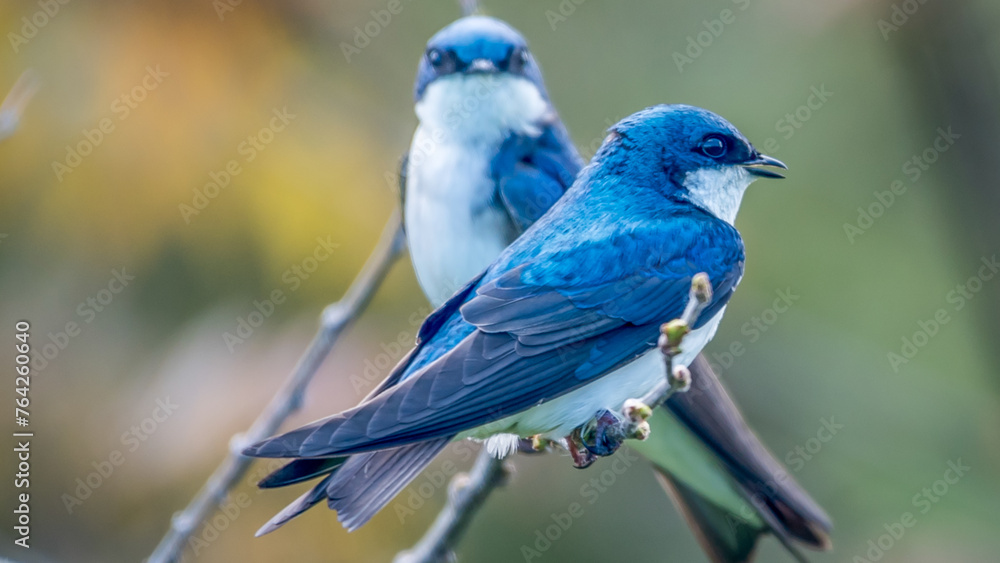 Handsome Aerialists - Tree Swallow