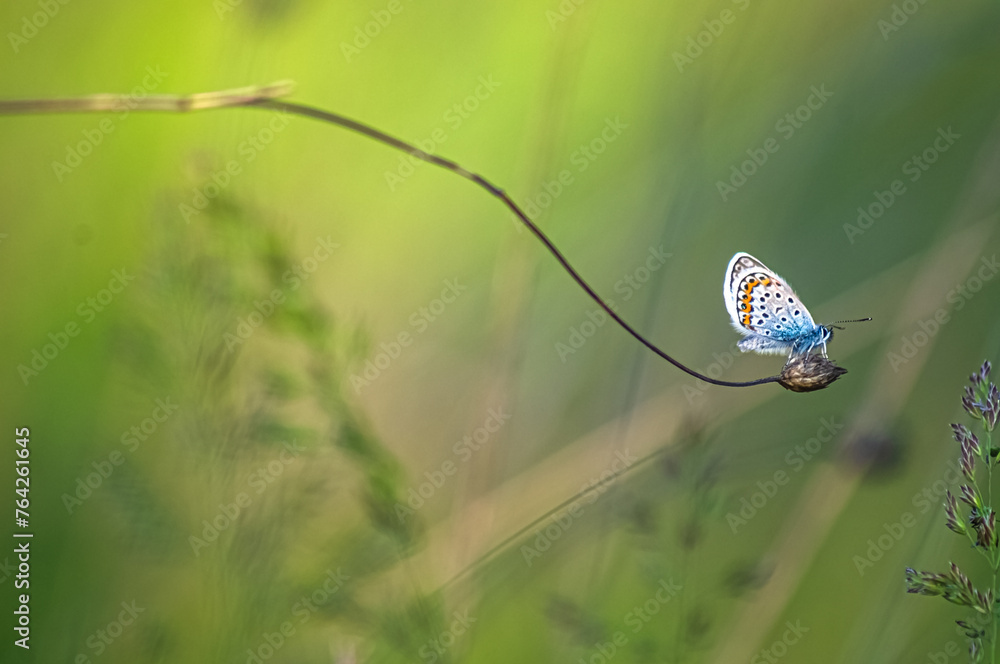 A small patterned butterfly perched on a blade of grass in a green meadow