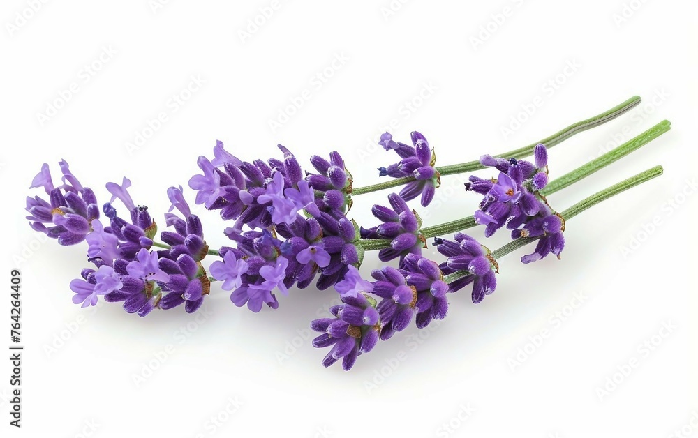 Fototapeta premium Purple Aster Beauty Isolated on White Background.
