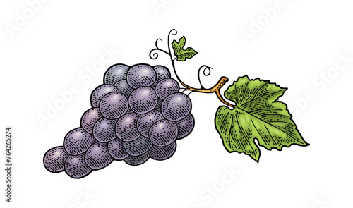 Bunch of grapes with berry and leaves. Vintage engraving vector