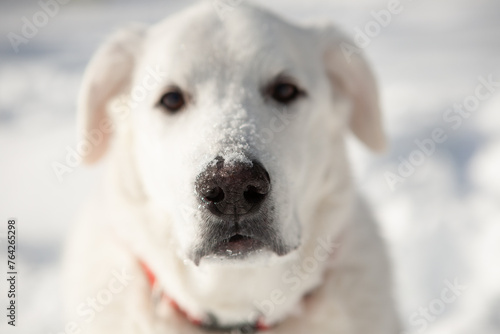Close up of white labrador with snow on his nose.