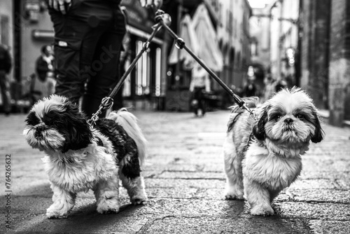 Twin Shih Tzus on a city walk, fluffy companions in step with urban life. Their expressive eyes captivate in a timeless black and white. Street photography style photo