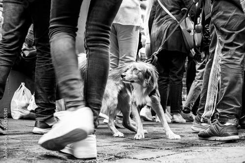 Alert mixed-breed dog walks through a forest of legs in the urban jungle, a captivating snapshot of city life in street photography style with black and white editing © Davide Zanin