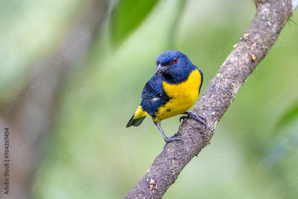Blue-and-Gold Tanager (Bangsia arcaei) perched on a branch