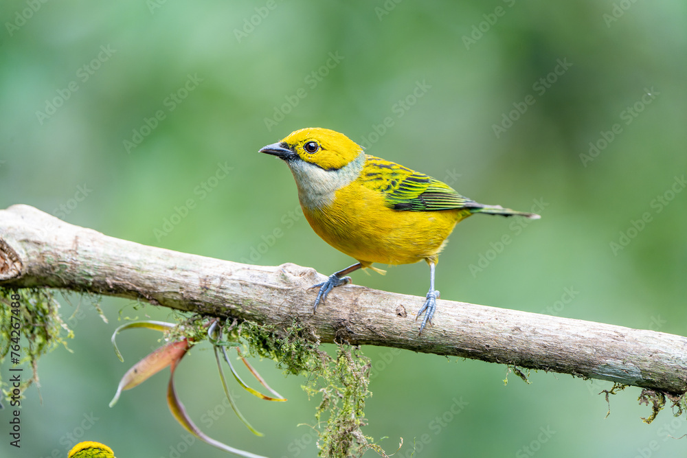 Silver-throated Tanager (Tangara icterocephala) perched on a branch Silver-throated Tanager (Tangara icterocephala) perched on a branch