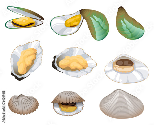 Illustration of fresh oysters. Raw mollusk in shell. Seafood concept. 
