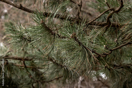 Pine branch close-up with a blurry background